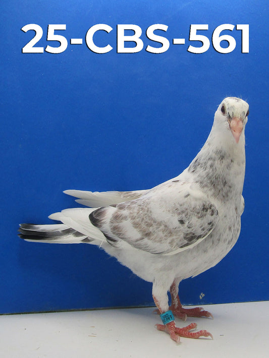 25-CBS-561 Grizzle.