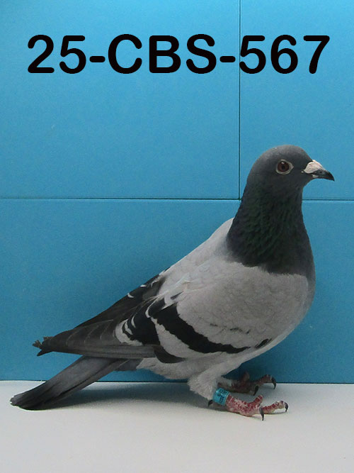 25-CBS-567 Blue hen. Dirk Van Dyck, Guy Van Der Auwera. The best of Belgium.