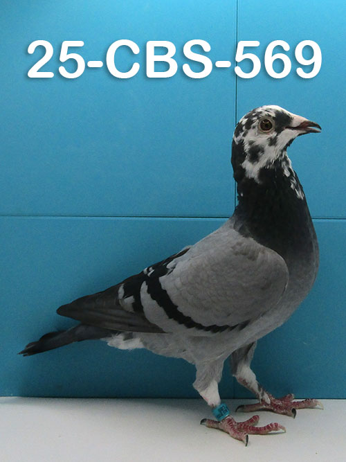 25-CBS-569 Blue Splash Hen. Daughter "Kylo Ren".