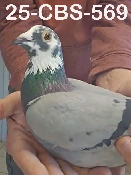 25-CBS-569 Blue splash cock. Son "Kylo Ren"