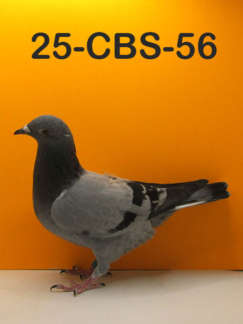 25-CBS-56 Blue Hen. Granddaughter "Cyclone".
