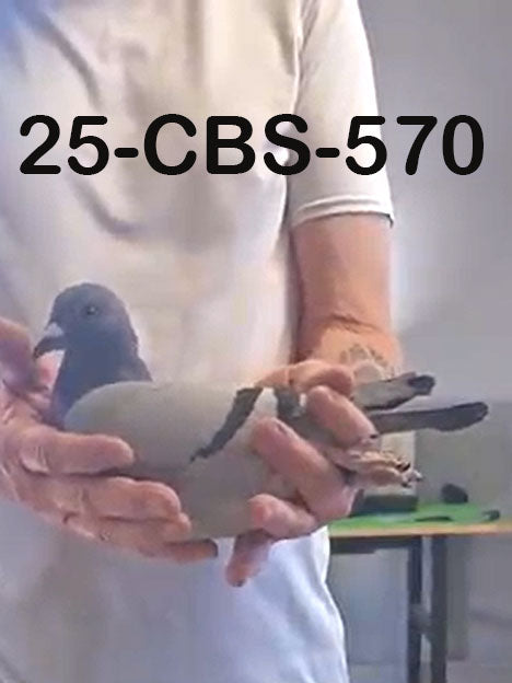 254-CBS-570 Blue hen. Daughter "Kylo Ren".