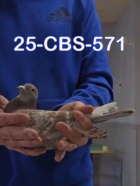 25-CBS-571 Red check male.