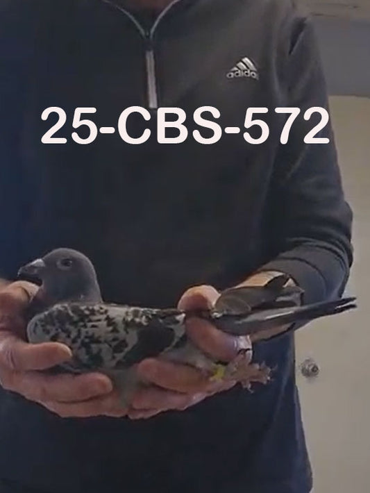 25-CBS-572 Blue check cock. The best of  Dirk Van Dyck.