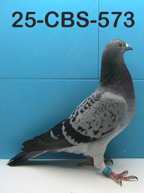 25-CBS-573 Light Check Hen.
