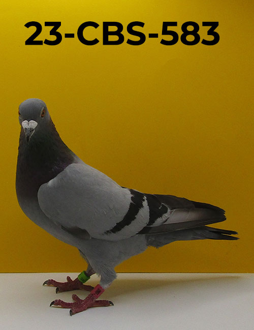 23-CBS-583 BB C