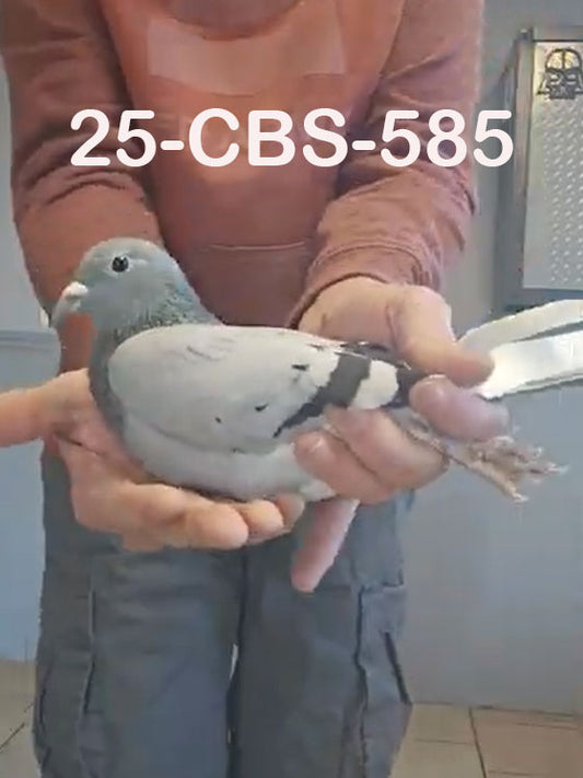 25-CBS-585 Blue white flight hen. OLR SPECIAL!!