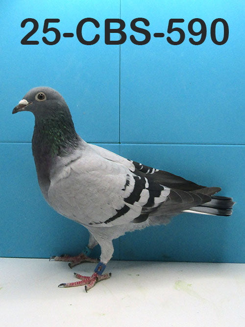 25-CBS-590 Blue hen. Inbred "Breaveheart".Kaasboer.