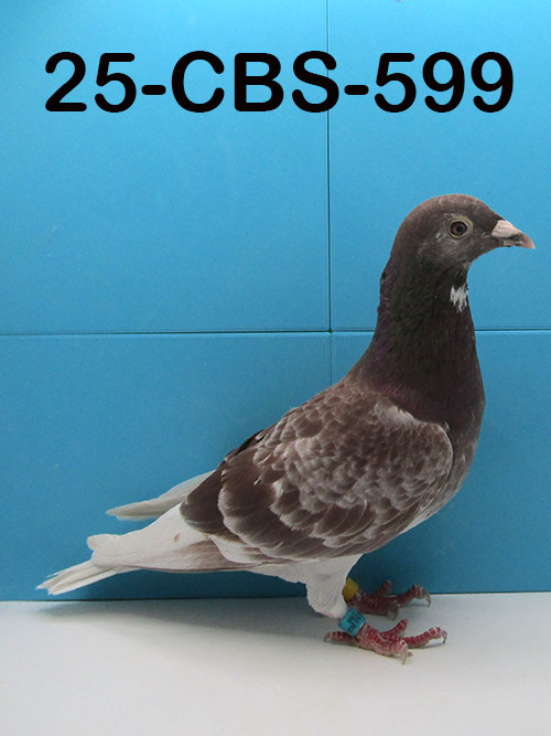 25-CBS-599 Red check cock. Granddaughter "Triple DiCaprio"
