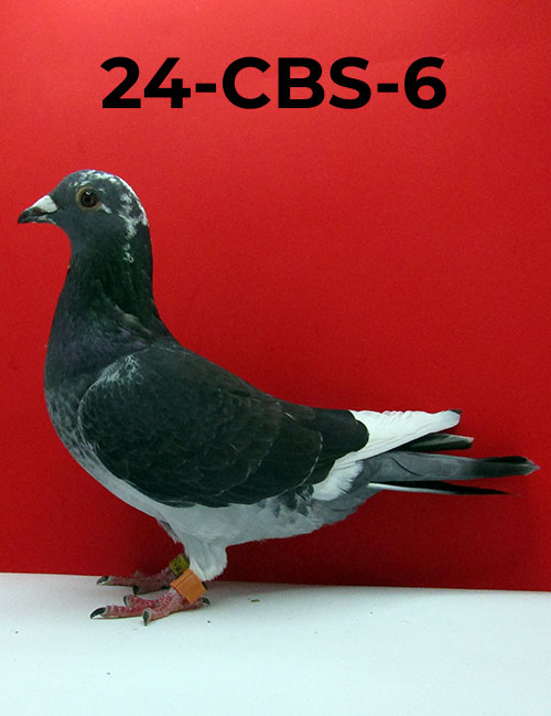 24-CBS-6 DCSP C