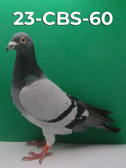 23-CBS-60 Blue Cock