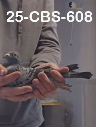 25-CBS-608 Light Check White flight hen. 019 Janssen.