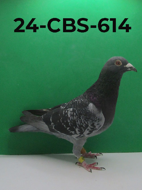 24-CBS-614 Blue Check cock. Lambrechts & Dirk Van Dyck.