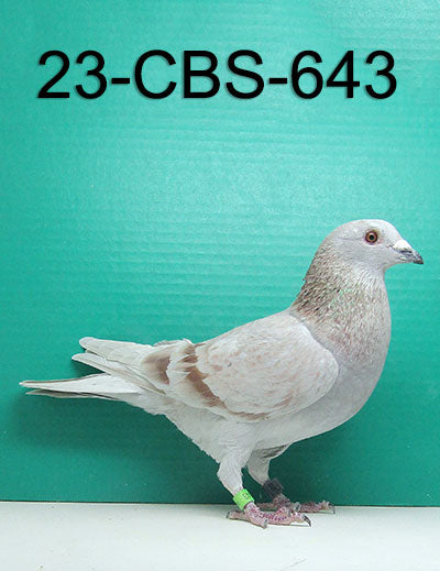 23-CBS-643 SILVER Cock