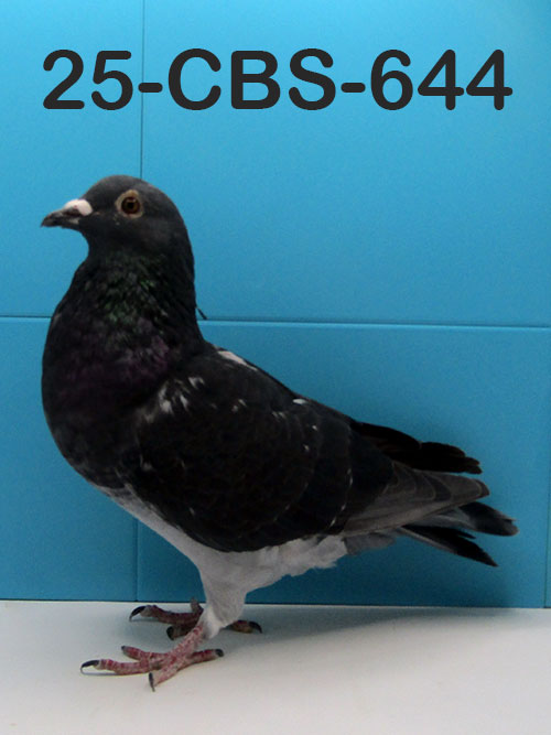 25-CBS-644 Dark Check Cock. Son "Ebony".