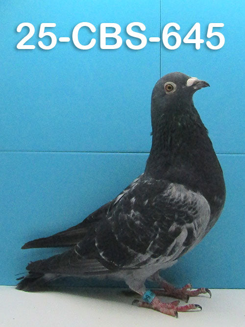 25-CBS-645 Dark check cock. Son of super breeder "Ebony"