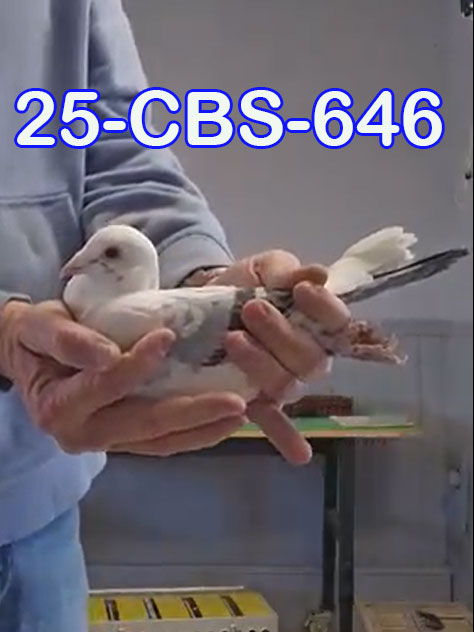 25-CBS-646 Splash cock