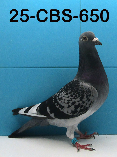 25-CBS-650 Blue Check White Flight hen. Sire is AU Registered champion.