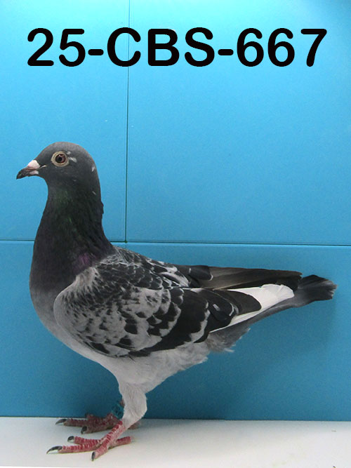 25-CBS-667 Blue check white flight hen. Granddaughter "Jacky Blue" super breeding.