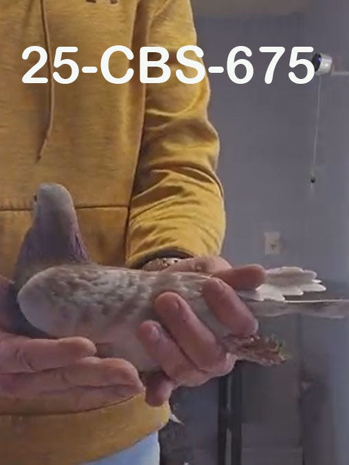 25-CBS-675 Red check male.