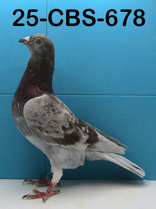 25-CBS-678 Red Check cock. Son "Mirari" super son of the "Mirror Pair"