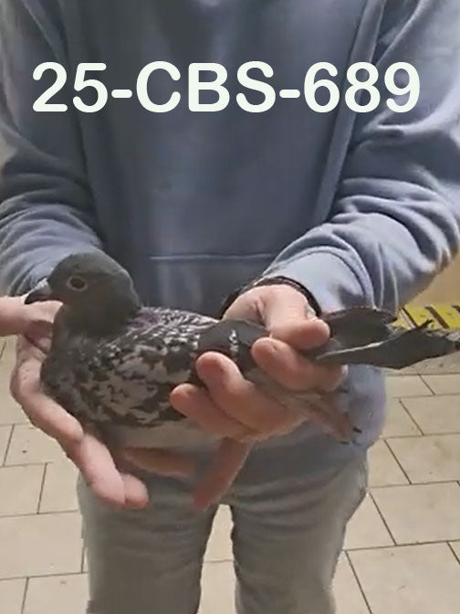 25-CBS-689 Blue Check Cock. Grandson "Bellatrix"