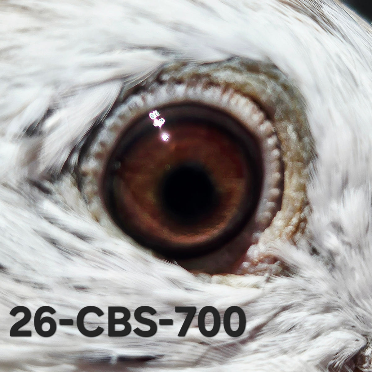 26-CBS-700 Red grizzle hen. Ironsides & Kittel lines.