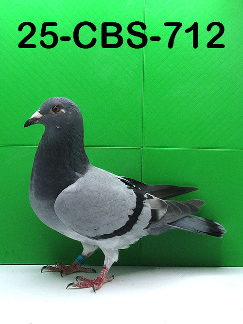 25-CBS-712 Blue Cock.  Son "Black Booster", dam is inbred "990"