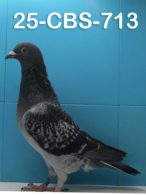 25-CBS-713 Dark check cock. The best of Dirk Van Dyck (Kannibaal).