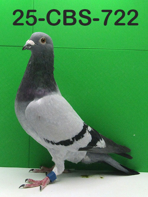 25-CBS-722 Blue cock. Kaasboer. Grandson "Breaveheart Jr."