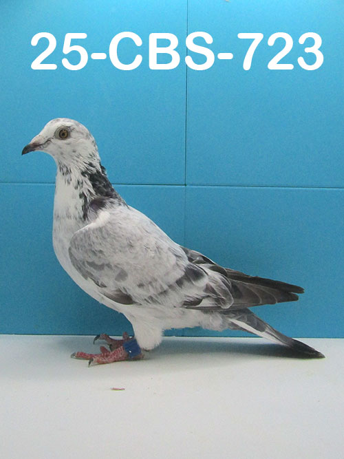 25-CBS-723 Grizzle cock. Inbred grandson "Early Grey"