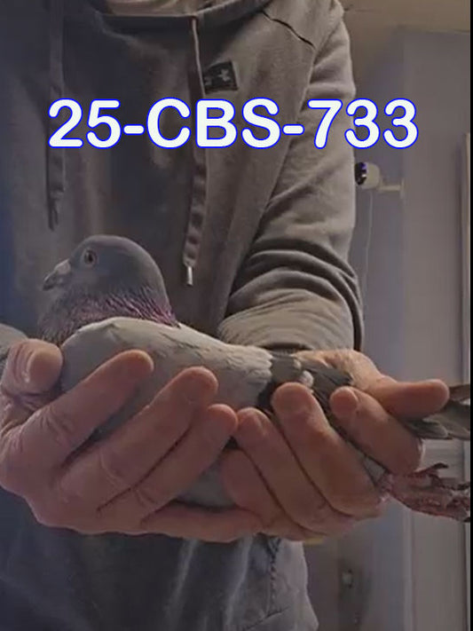 25-CBS-733 Blue Cock. Grandson "Josefina"