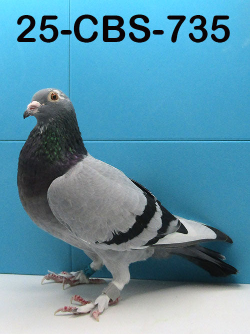 25-CBS-735 Blue splash hen. Janssen. Granddaughter "Alaska".