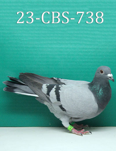 23-CBS-738 BB Hen.
