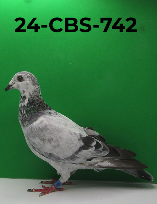 24-CBS-742 Grizzle Hen
