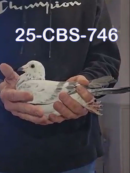 25-CBS-746 Grizzle Cock. Inbred "Early Grey"