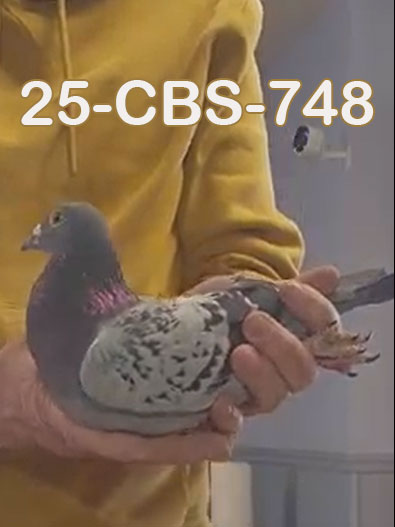 25-CBS-748 Light check hen. Granddaughter "Pippen"