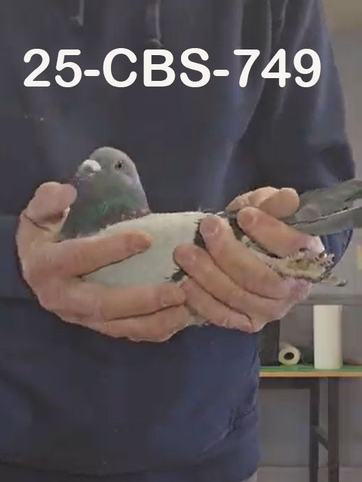 25-CBS-749 Blue cock. Gaby Vandenabeele.