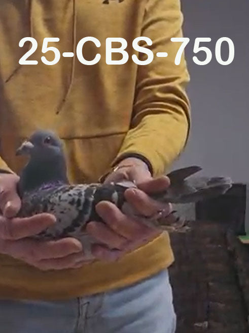 25-CBS-750 Blue Check male. Gaby Vandenabeele.