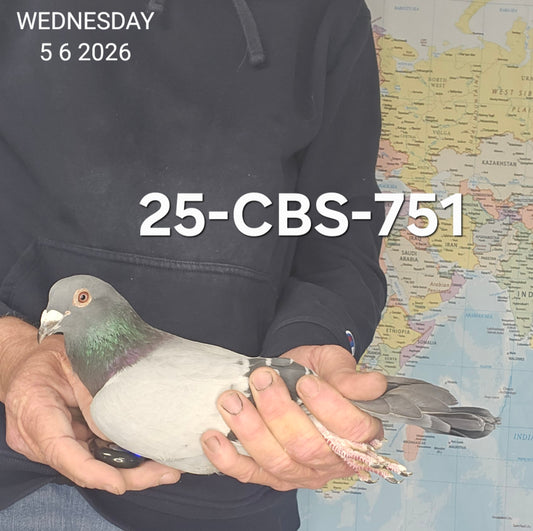25-CBS-751 Blue cock. Son "Moytoy". Grandson "Rudi" & "Kambree"