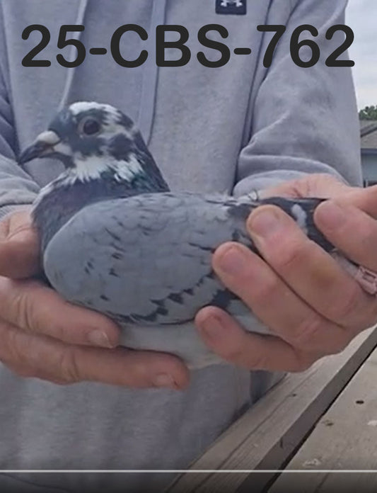 25-CBS-762 Blue Splash Hen. The best of Serge Van Elsacker