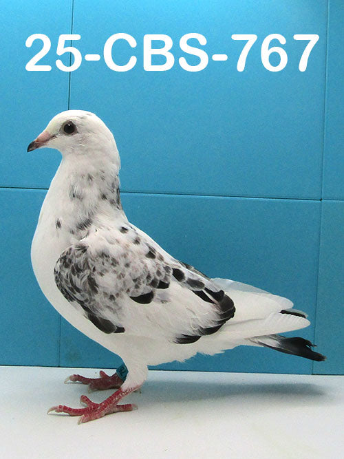 25-CBS-767 Grizzle Hen.