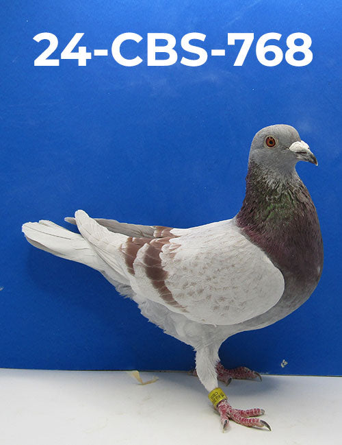 24-CBS-768 Silver Cock. Grandson "Triple DiCaprio"