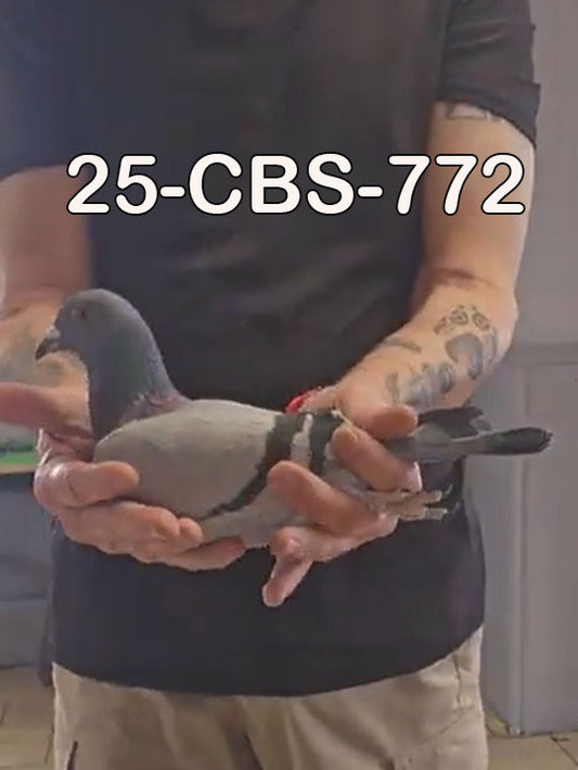 25-CBS-772 Blue hen.