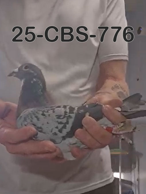 25-CBS-776 Blue check splash male. Excellent Kittel Blood.