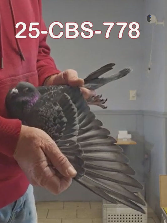 25-CBS-778 Dark Check cock.