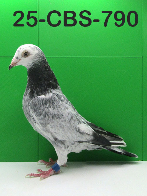 25-CBS-790 Grizzle Cock. Kaasboer.