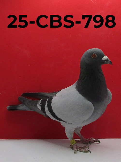 24-CBS-798 BB Cock. Excellent long distance!1