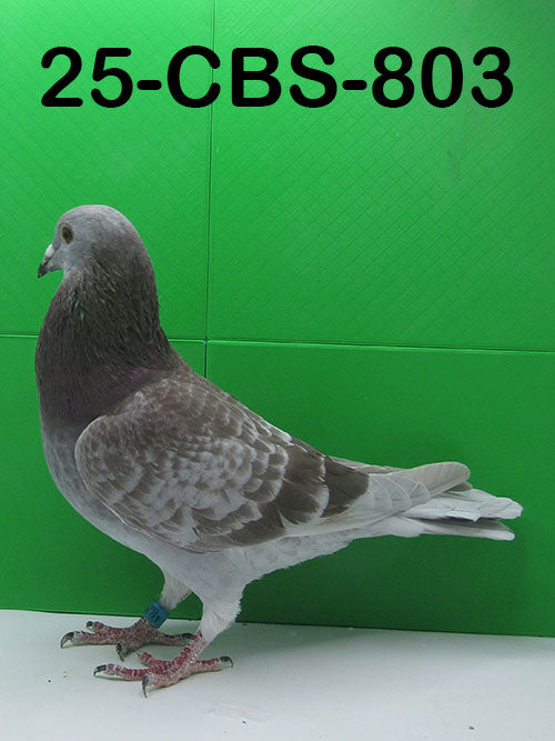25-CBS-803 Red Check Cock. Sire is from Guy Van Der Auwera.