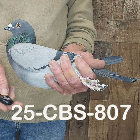 25-CBS-807 Blue cock. Son "Ebony"